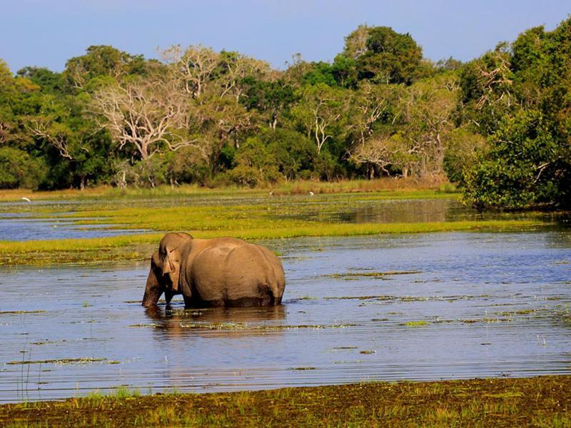 Tembo Cottage Wilpattu Kültér fotó