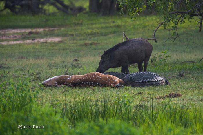 Tembo Cottage Wilpattu Kültér fotó
